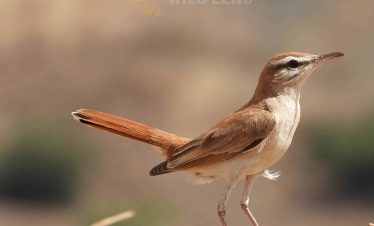 13 days birdwatching