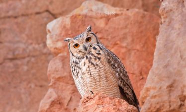 13 days birdwatching