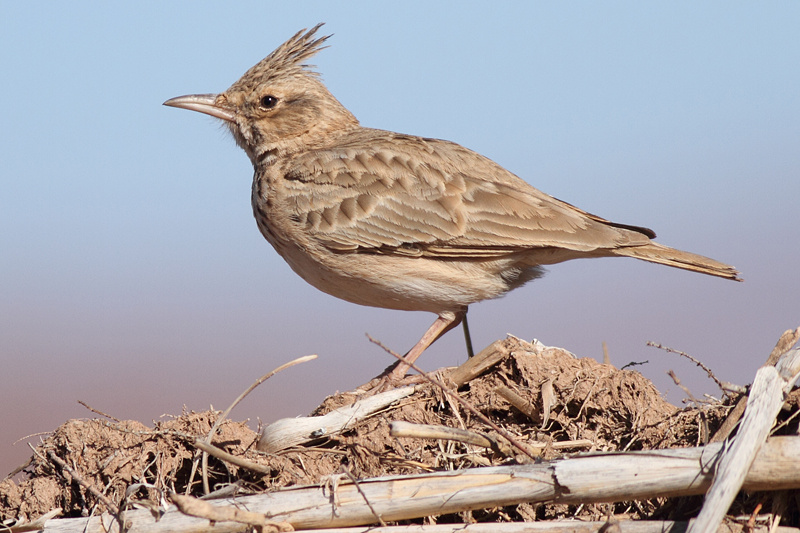 13 days birdwatching From Agadir