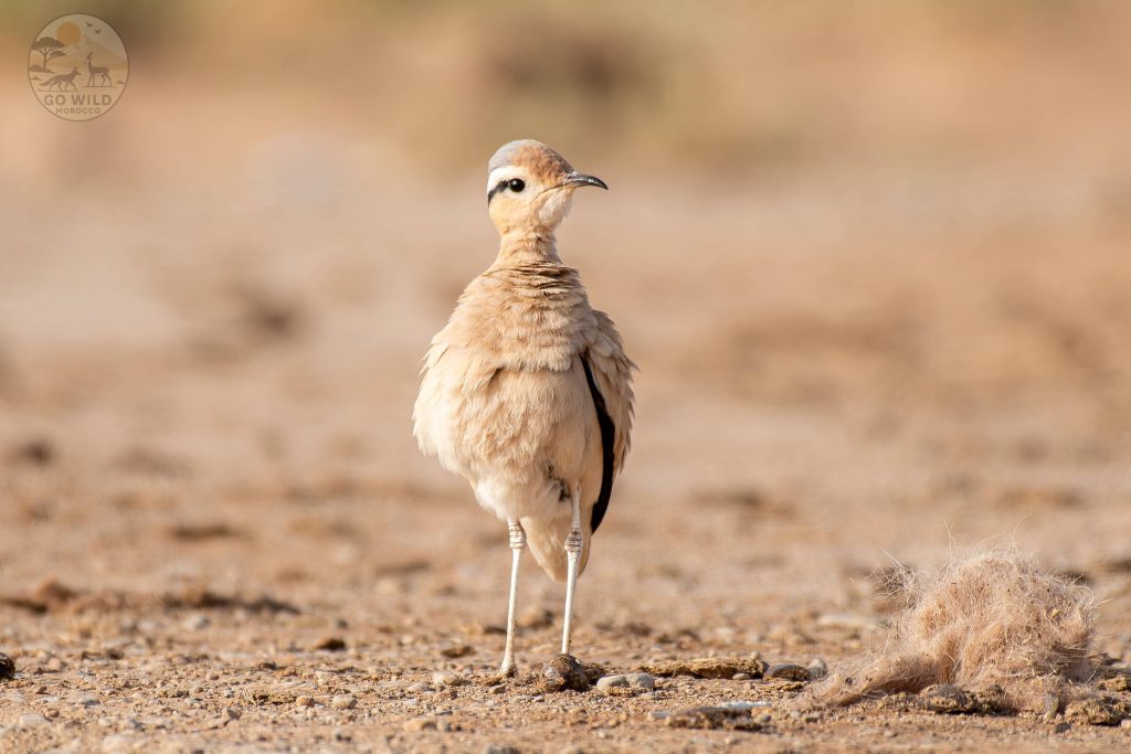 15 Days Best morocco bird watching tours