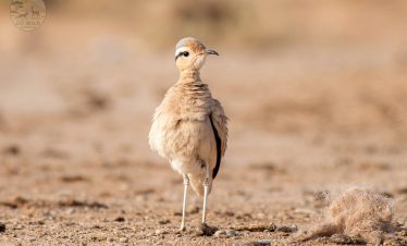 15 Days Best morocco bird watching tours