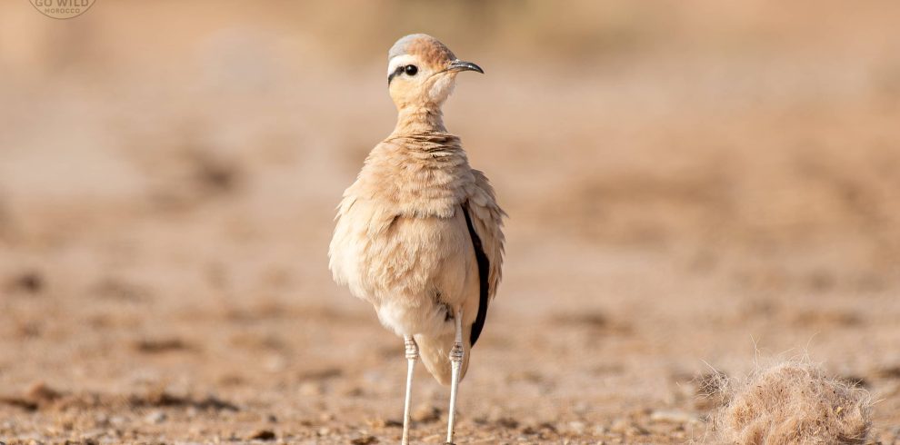15 Days Best morocco bird watching tours