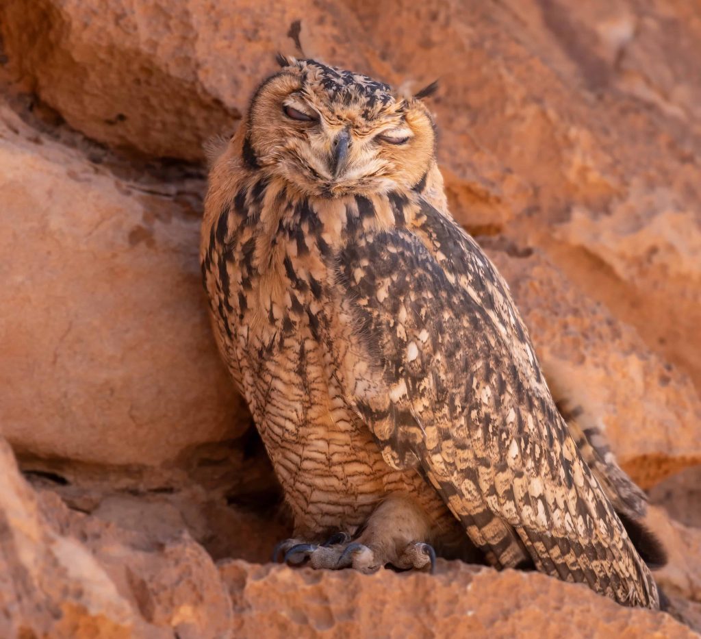 15 Days Best morocco bird watching tours