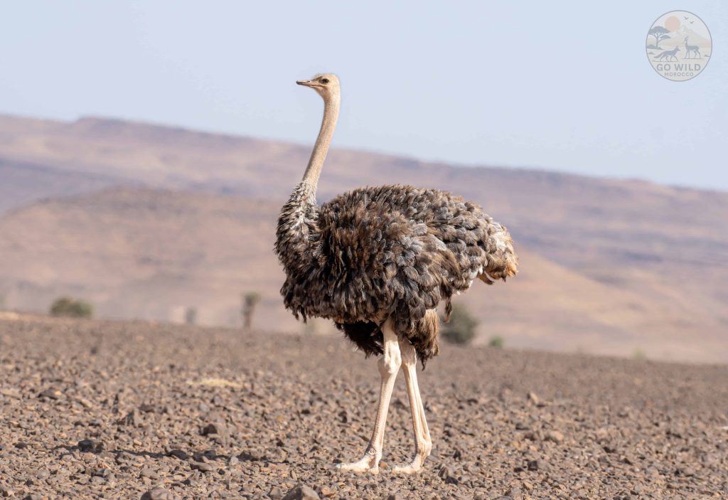 15 Days Best morocco bird watching tours