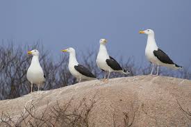 15 days Best morocco bird watching tours