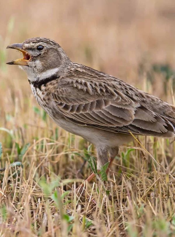15 days Best morocco bird watching tours