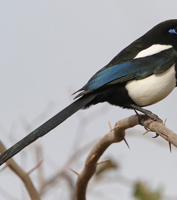 15 days Best morocco bird watching tours