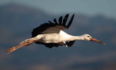 2 Days Merzouga Birding