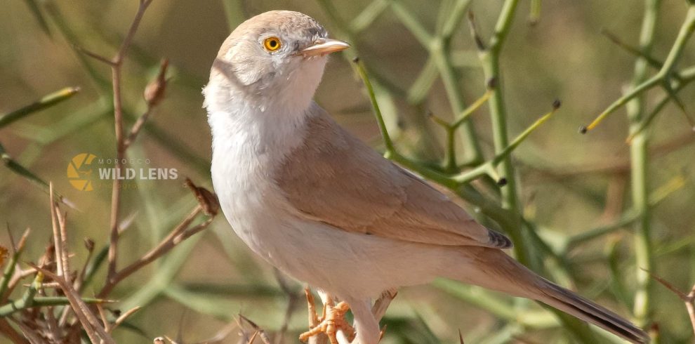 2 Days Merzouga Birding