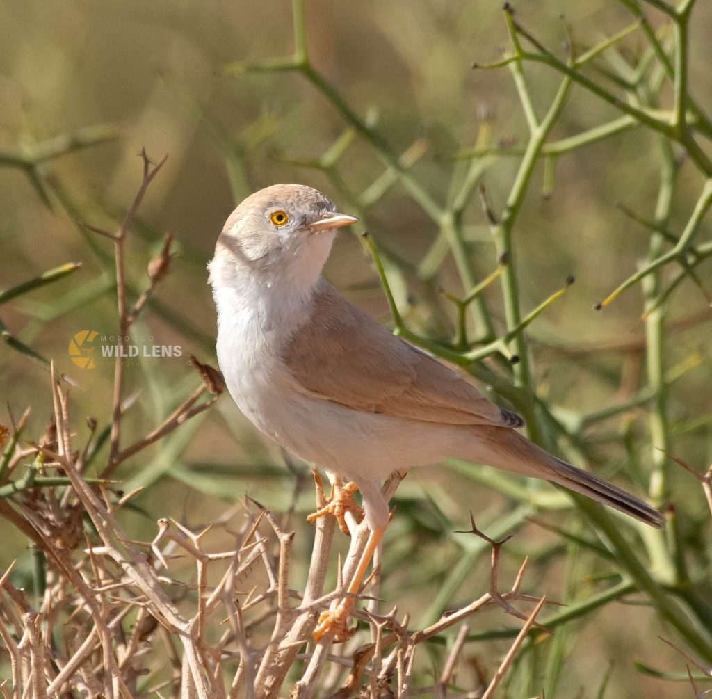 2 Days Merzouga Birding