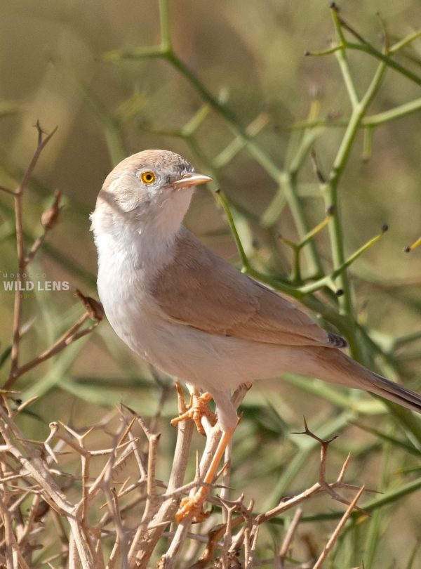 2 Days Merzouga Birding