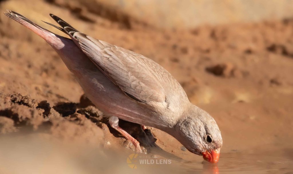 2 Days Merzouga Birding