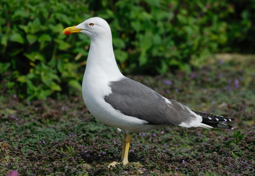 3 Days Agadir Birds Tour