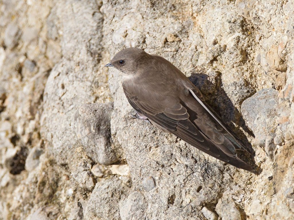 3 Days Agadir Birds Tour