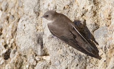 3 Days Agadir Birds Tour