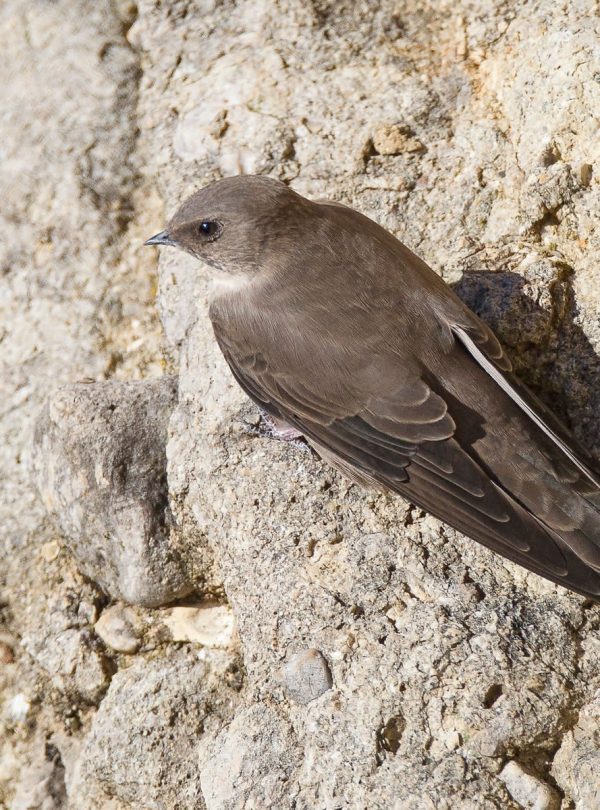 3 Days Agadir Birds Tour