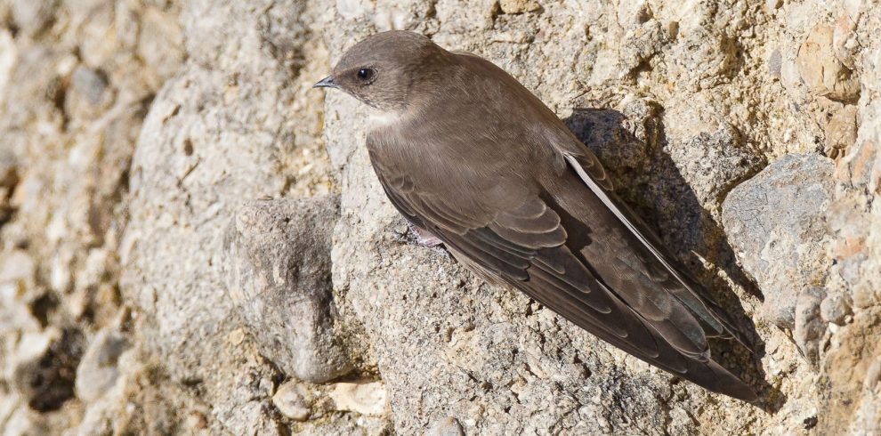 3 Days Agadir Birds Tour