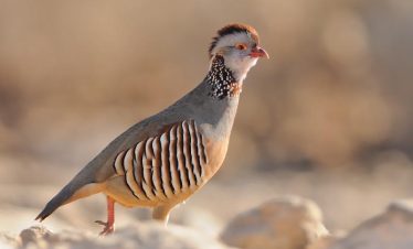3 Days Agadir Birds Tour