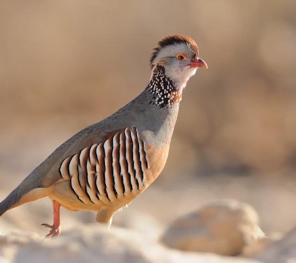 3 Days Agadir Birds Tour
