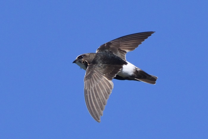 3 Days Agadir Birds Tour