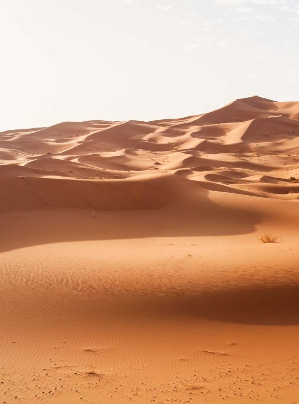 3 Days Morocco Birding Tours