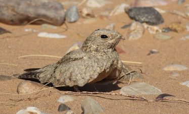 3 Days Morocco Birding Tours