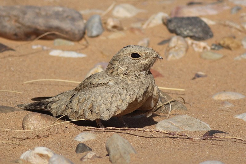 3 Days Morocco Birding Tours