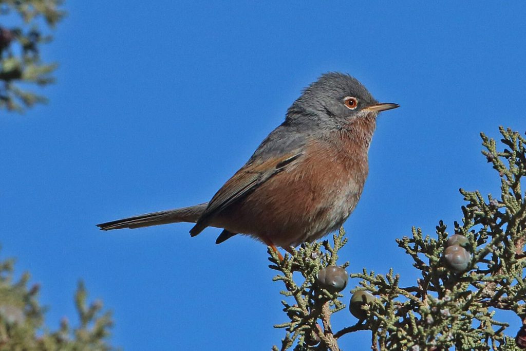 3 Days Morocco Birding Tours