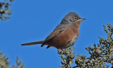 3 Days Morocco Birding Tours