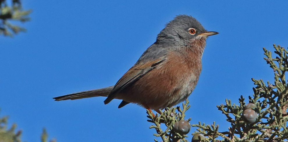3 Days Morocco Birding Tours