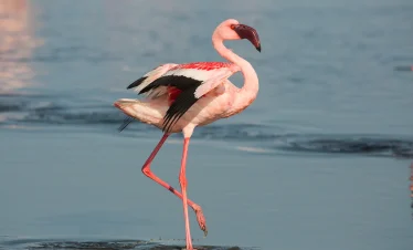3 Days Morocco Birding Tours