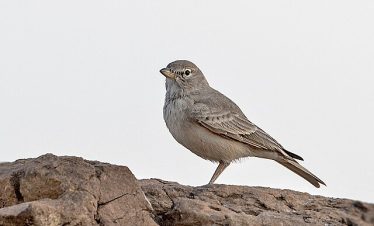 3 Days Morocco Birding Tours