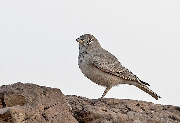 3 Days Morocco Birding Tours