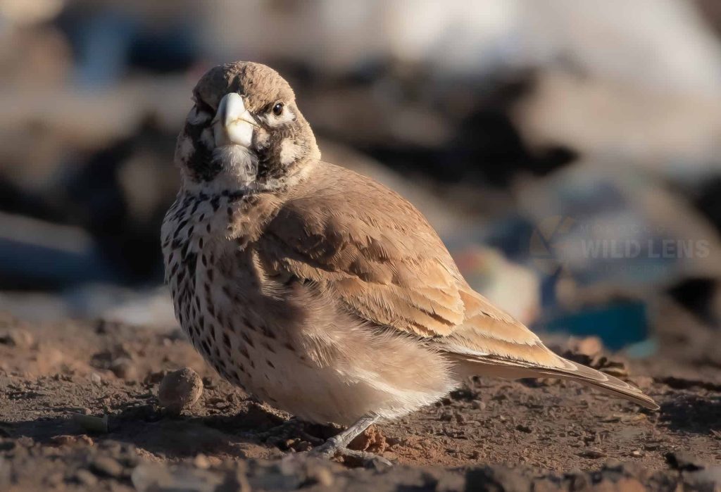 4 days common birds in morocco