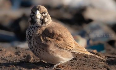 4 days common birds in morocco