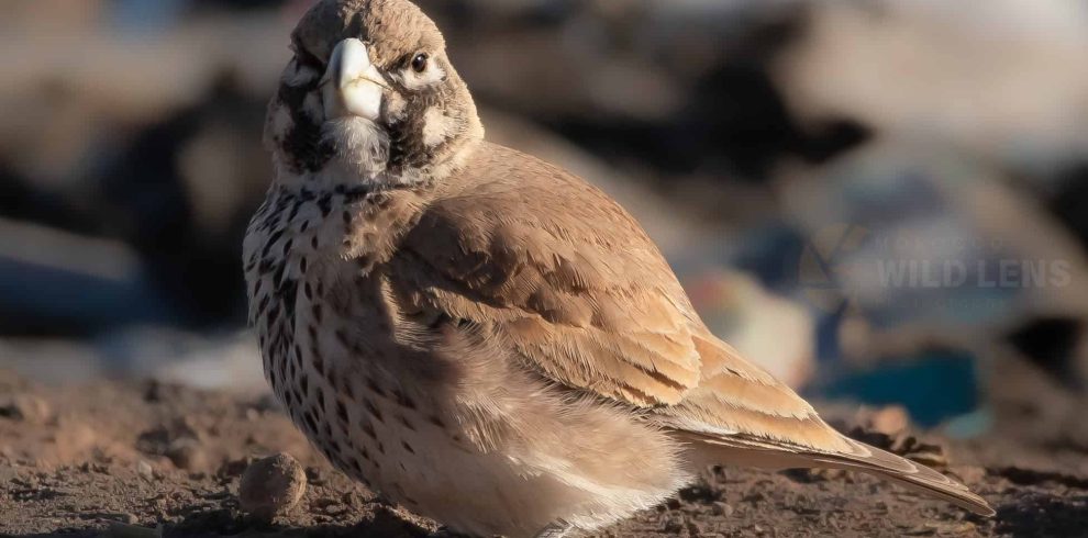 4 days common birds in morocco