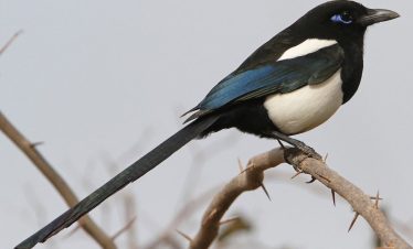 4 days common birds in morocco