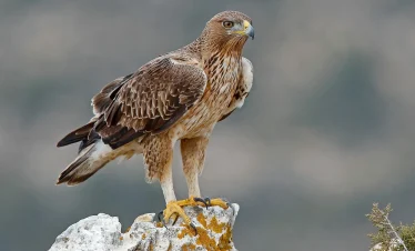 4 days common birds in morocco