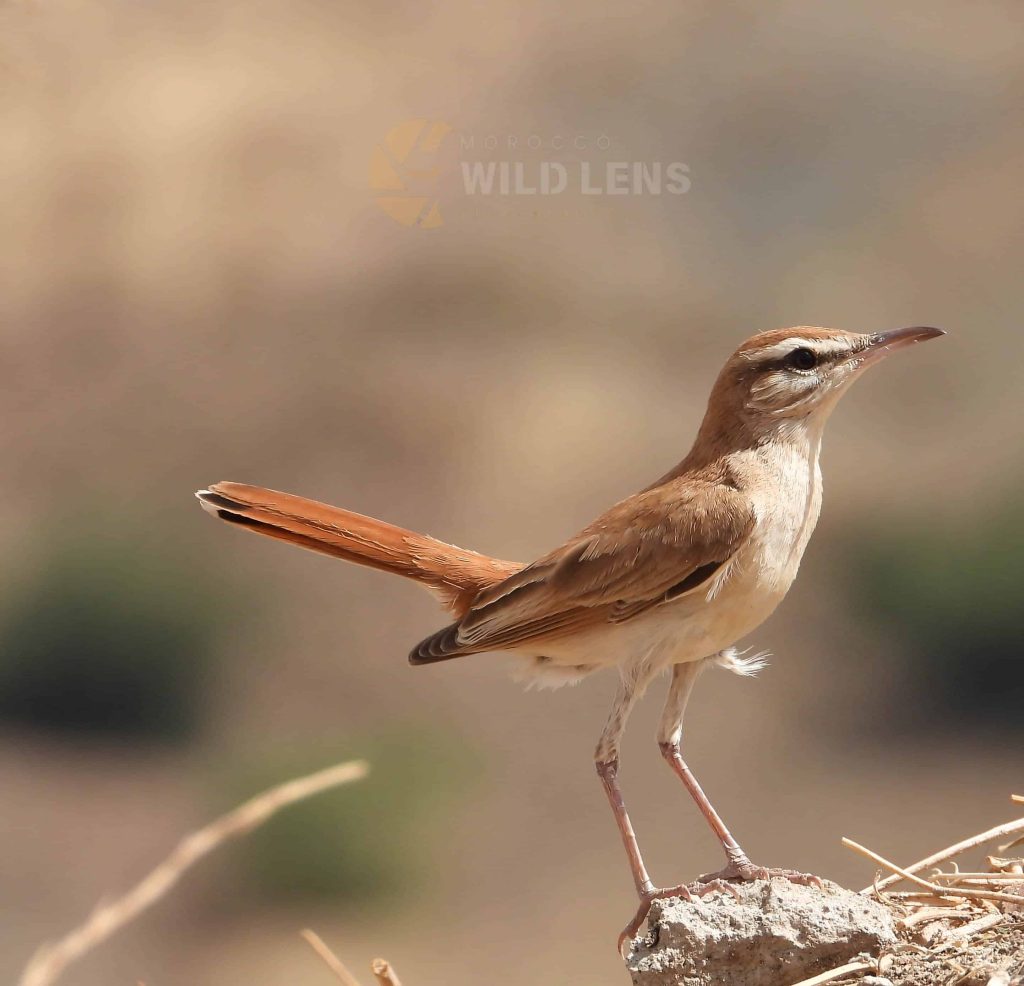 4 days common birds in morocco