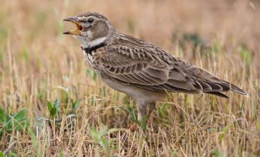 5 Days Morocco Bird guide