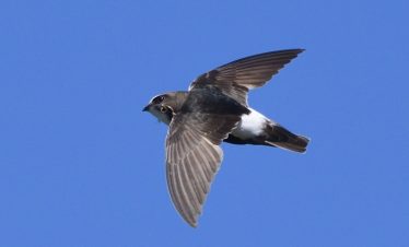 5 Days Morocco Bird guide