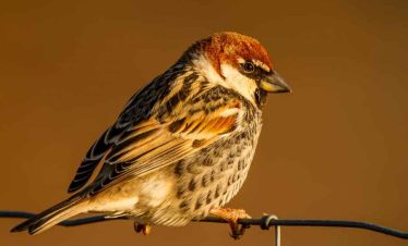 5 Days Morocco Bird guide