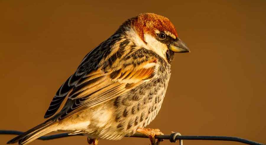 5 Days Morocco Bird guide