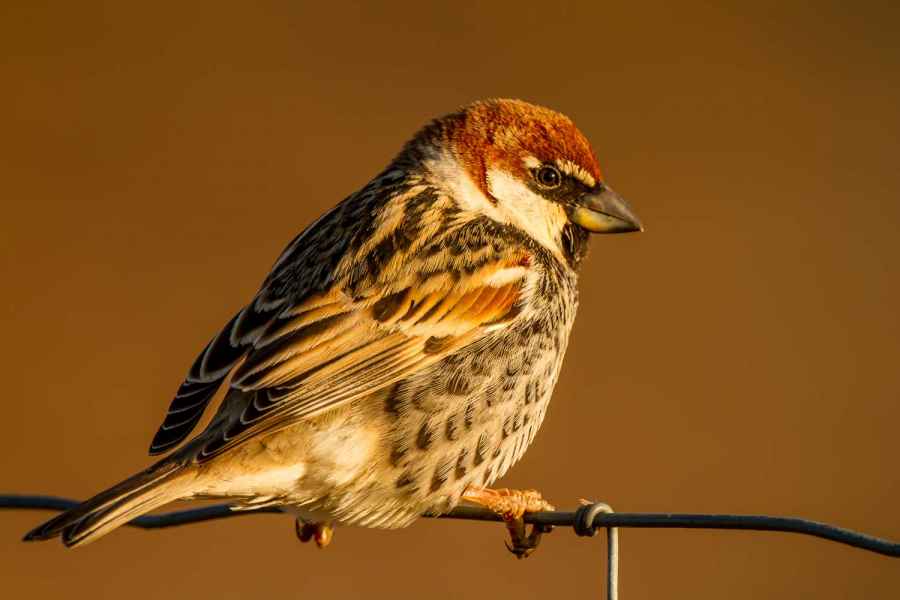 5 Days Morocco Bird guide