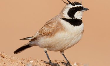 5 Days Morocco Bird guide