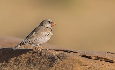 5 Days Morocco Bird guide