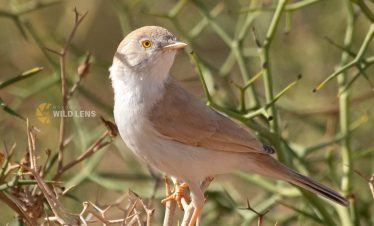 5 Days Morocco Bird guide
