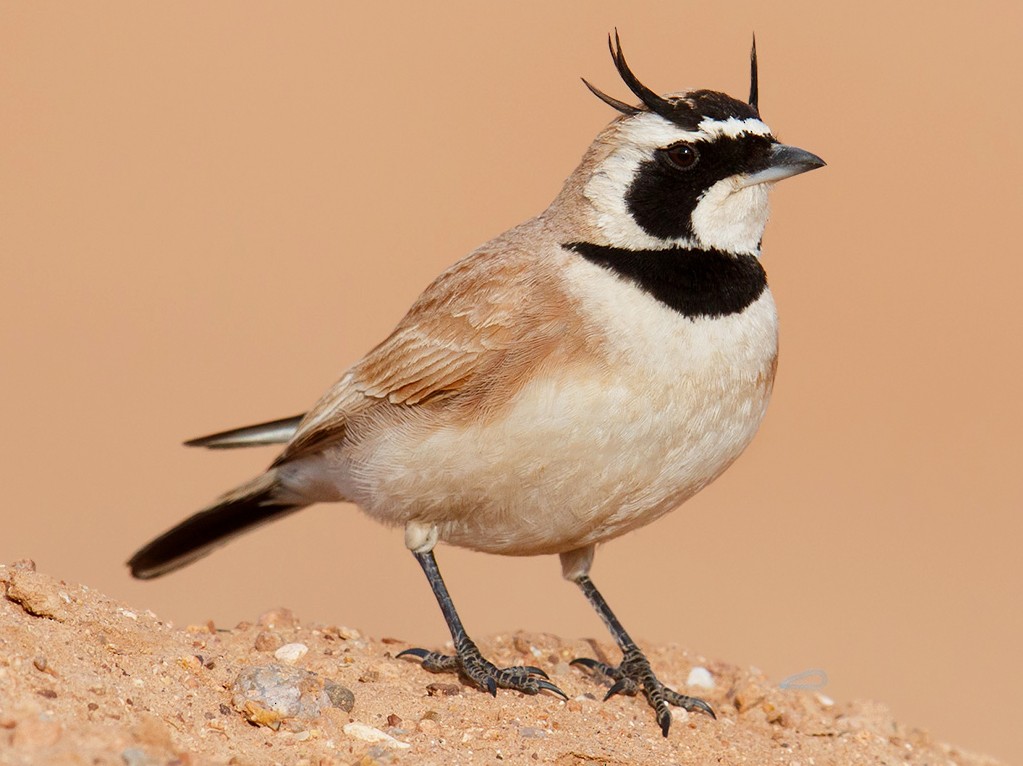 5 Days Morocco Bird guide