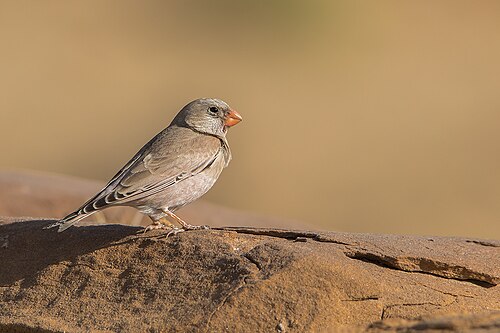 5 Days Morocco Bird guide