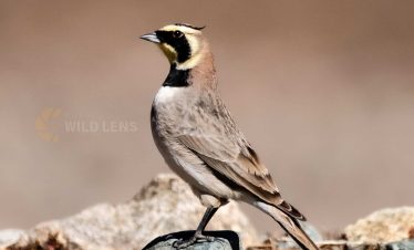7 Days Agadir Birding Tour